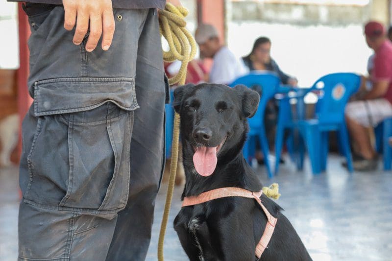 Proteção Animal abre inscrições para castração de caninos machos e felinos machos