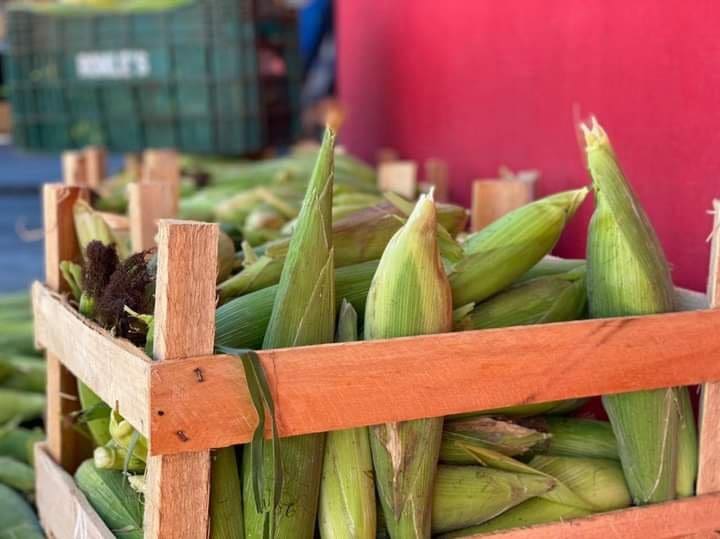 Maricá: Colheita de milho é destinada às Escolas Municipais