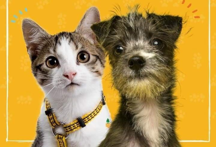 Campanha de adoção de cães e gatos acontece neste domingo (15) em Maricá