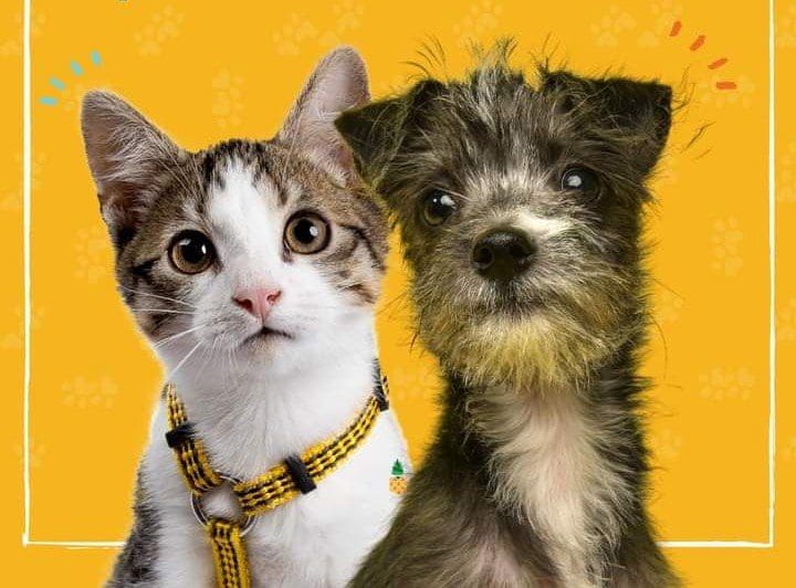 Campanha de adoção de cães e gatos acontece neste domingo (15) em Maricá