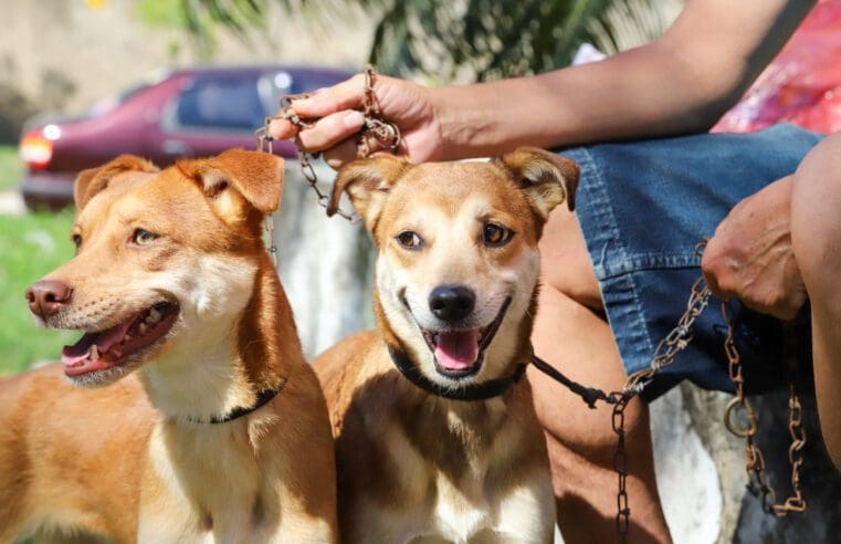 Proteção Animal abre inscrições para a castração de caninos e felinos machos