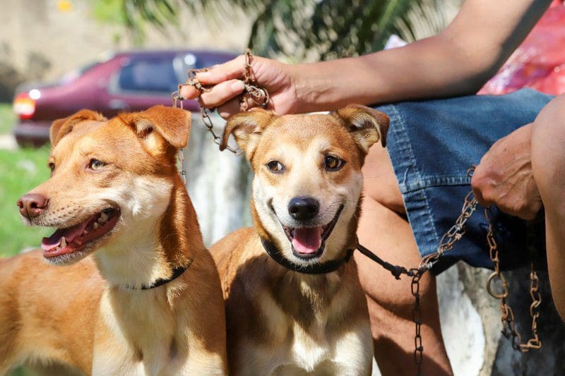 Proteção Animal abre inscrições para a castração de caninos e felinos machos