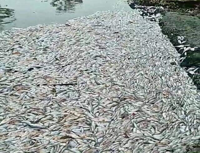 Prefeitura de Maricá aciona INEA sobre fenômeno recorrente de mortandade de peixes nas lagoas