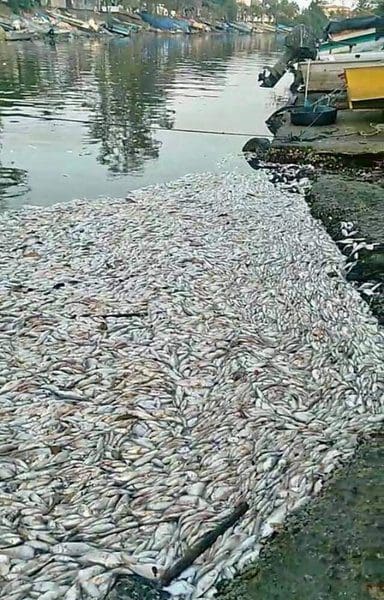 Prefeitura de Maricá aciona INEA sobre fenômeno recorrente de mortandade de peixes nas lagoas