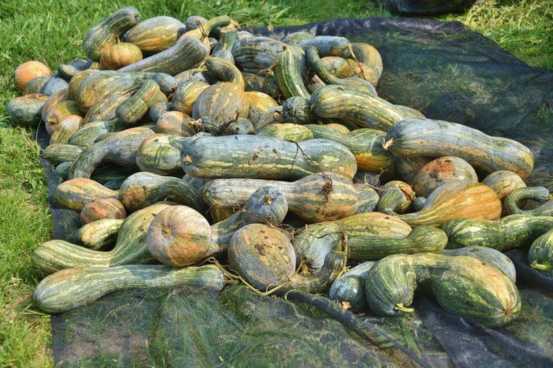 Maricá recolhe dez toneladas de abóbora na Fazenda Pública nesta quarta-feira (15/09)