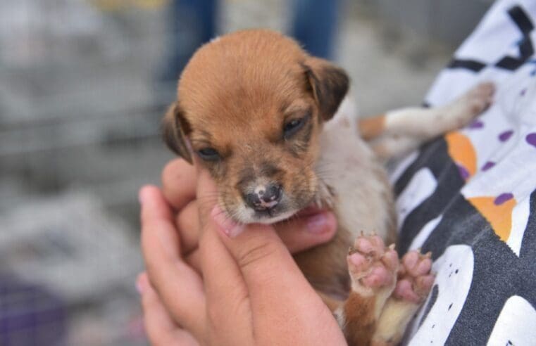 Prefeitura de Maricá realiza 6ª edição da Campanha de Adoção de Cães e Gatos