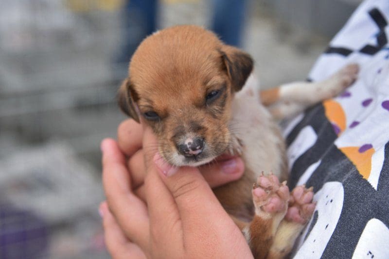 Prefeitura de Maricá realiza 6ª edição da Campanha de Adoção de Cães e Gatos