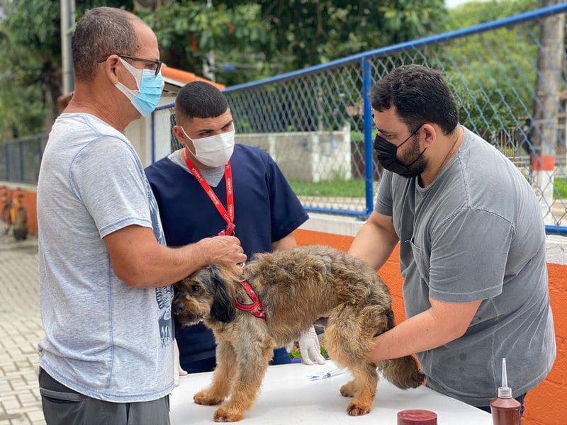 Maricá abre inscrições para castração de 50 cadelas