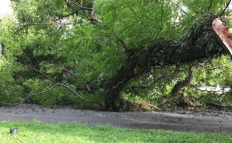 Queda de Arvore interdita a Serra da Tiririca que liga Itaipuaçu a Itaipu