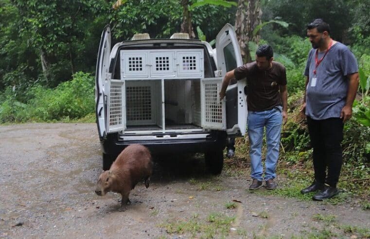 Prefeitura de Maricá faz soltura de capivara em área de preservação ambiental no Espraiado