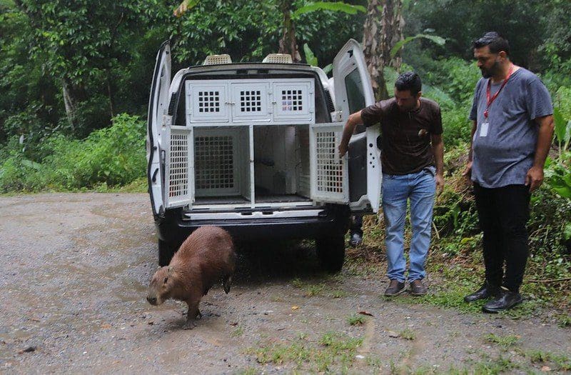 Prefeitura de Maricá faz soltura de capivara em área de preservação ambiental no Espraiado