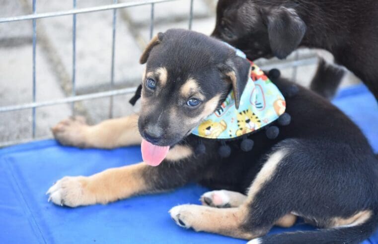 Feira de Adoção garante novo lar para 19 animais em Maricá