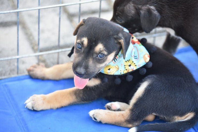 Feira de Adoção garante novo lar para 19 animais em Maricá