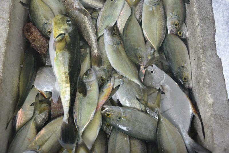 Pescadores de Maricá participam de oficinas gratuitas de reaproveitamento de pescado