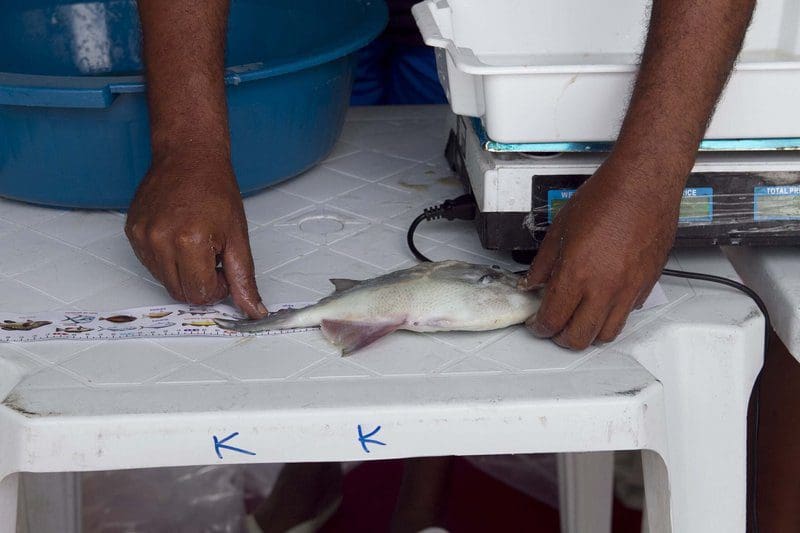 Praia de Cordeirinho recebe a segunda etapa do Circuito de Pesca Esportiva