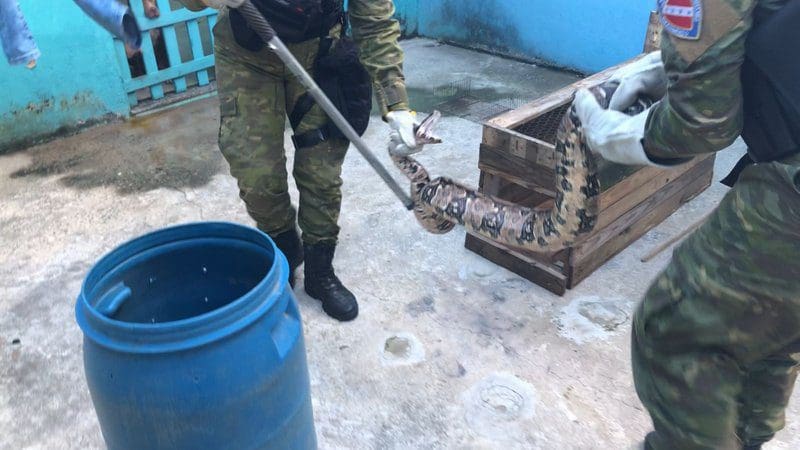 Guarda Municipal de Maricá resgata jiboia em residência