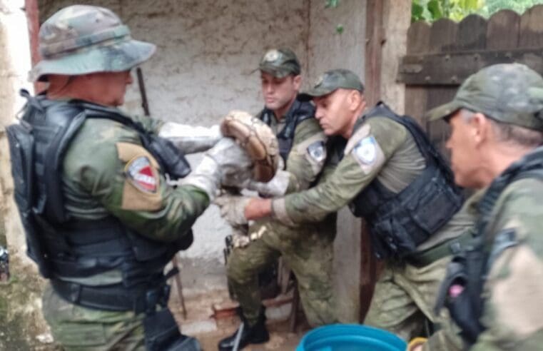 Guarda Municipal resgata jiboia em Itaocaia Valley