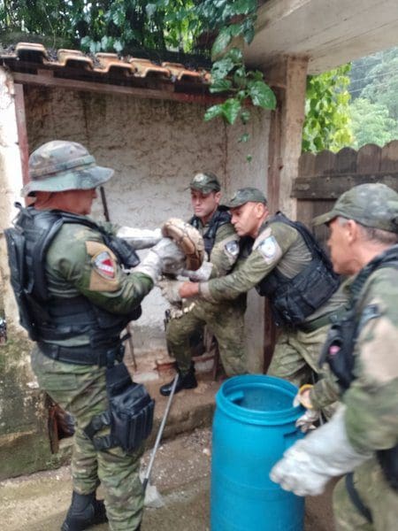 Guarda Municipal resgata jiboia em Itaocaia Valley