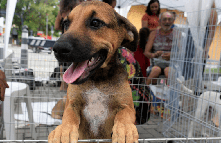 Campanha de adoção de cães e gatos acontece neste sábado (20/05) no Caxito