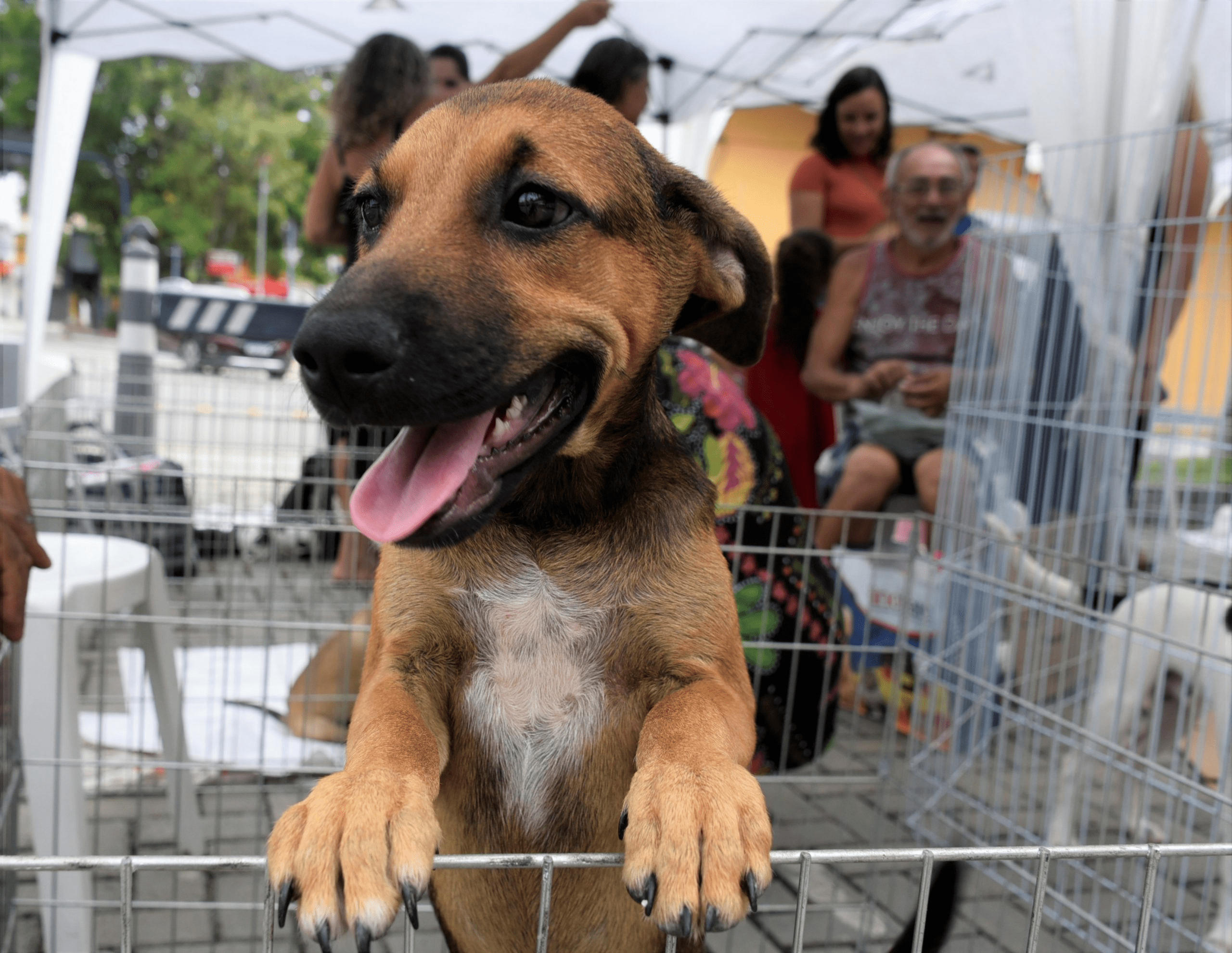 Campanha de adoção de cães e gatos acontece neste sábado (20/05) no Caxito