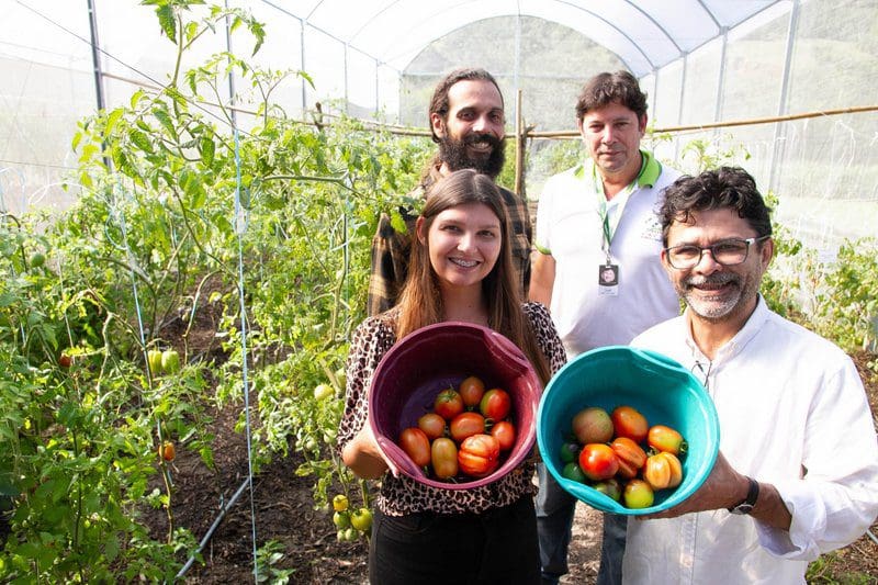 Em Maricá, tomates gourmet encontram terreno fértil e abrem caminho para mais empregos