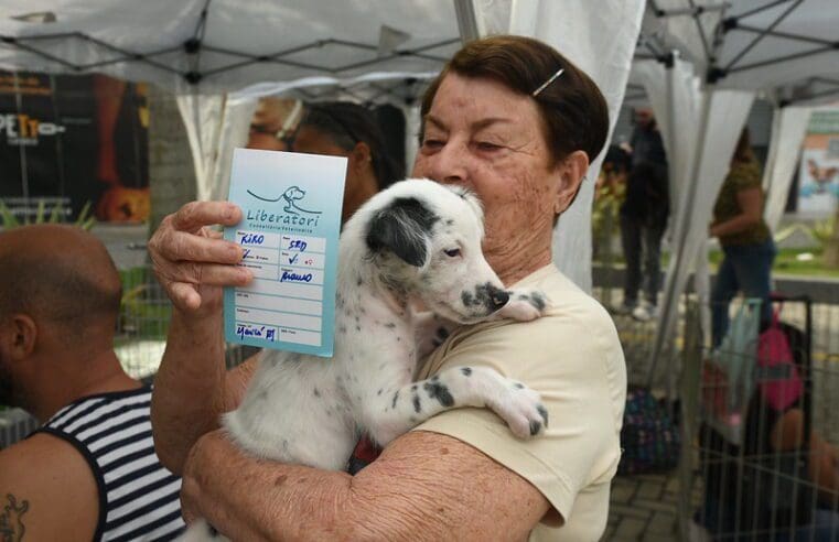 Campanha de adoção consegue novo lar para 20 cães e gatos