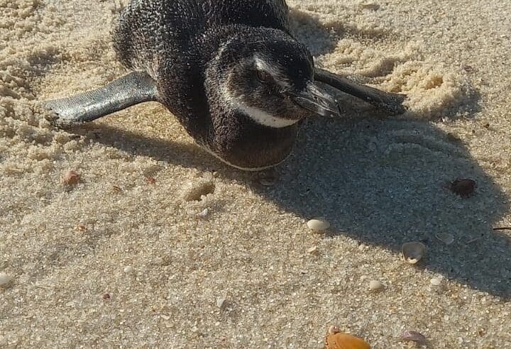 Pinguins são resgatados em Maricá