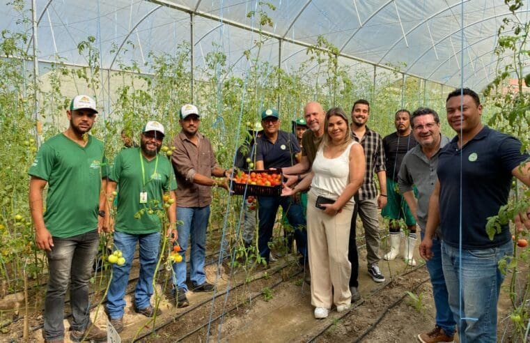 Maricá inova em sistema de cultivo e entrega 300 kg de tomates orgânicos