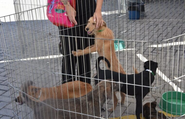 Feira de adoção de cães e gatos consegue lar para 12 animais