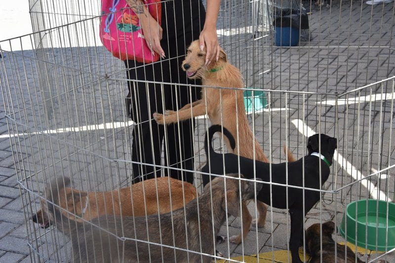 Feira de adoção de cães e gatos consegue lar para 12 animais