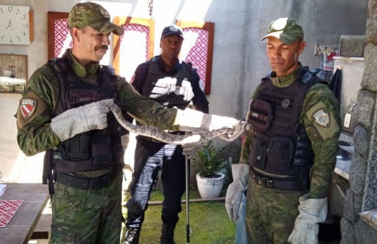 Guarda Municipal resgata jiboia em São José do Imbassaí