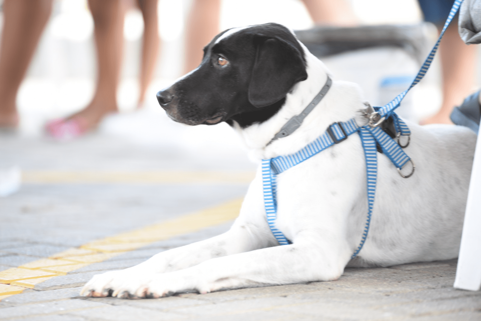 Proteção Animal de Maricá promove feira de adoção de cães e gatos neste domingo (16/09)