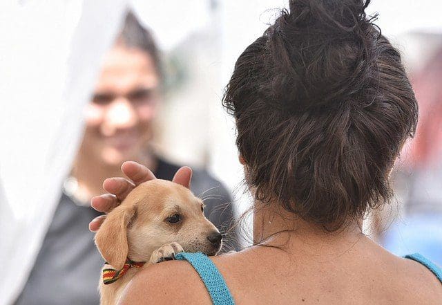Feira de adoção de cães e gatos consegue novo lar para 22 animais em Maricá