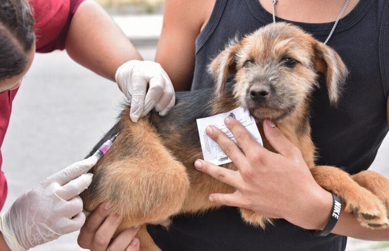 Campanha de Vacinação Antirrábica Animal acontece em Inoã e Itaipuaçu neste sábado (28)