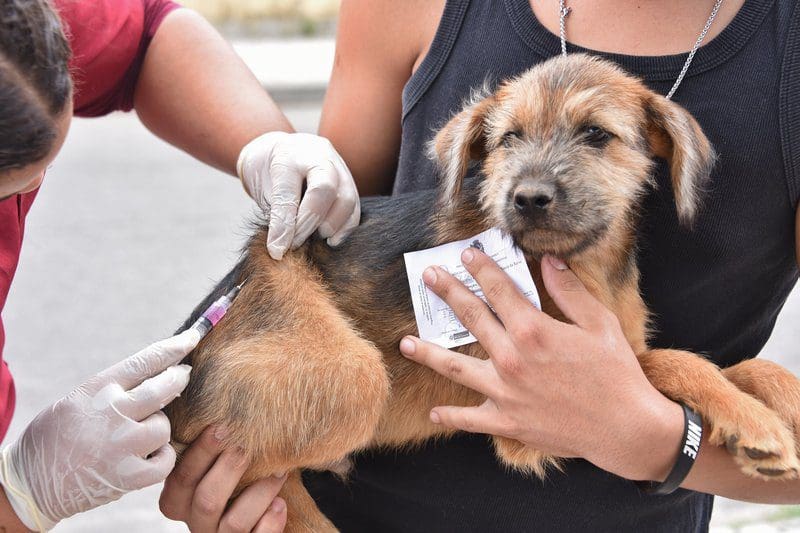 Campanha de Vacinação Antirrábica Animal acontece em Inoã e Itaipuaçu neste sábado (28)