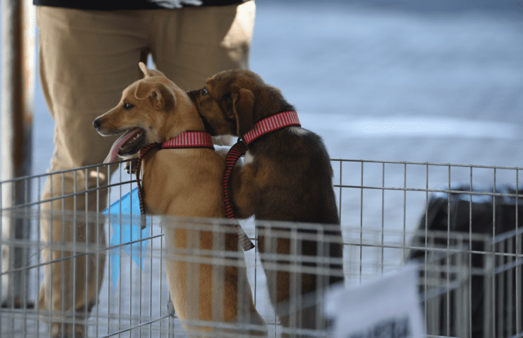 Maricá comemora Semana da Proteção Animal com uma série de ações