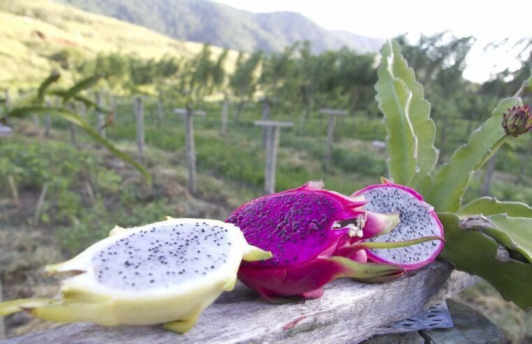 Inova abre inscrição para cursos de cultivo de pitaya e produção de caldo de cana