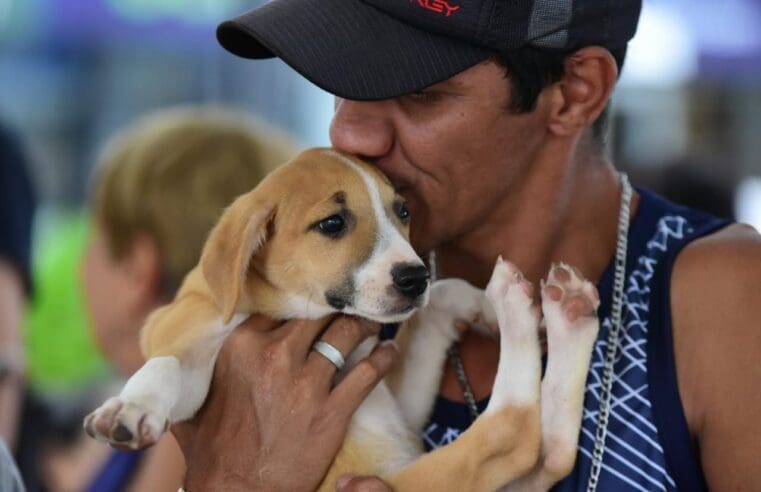 Feira de adoção de cães e gatos acontece neste sábado (02/12) em Maricá