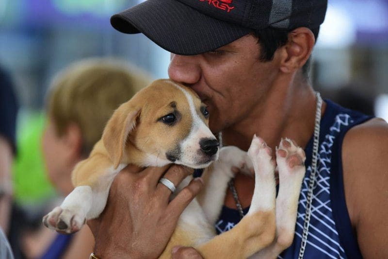 Feira de adoção de cães e gatos acontece neste sábado (02/12) em Maricá