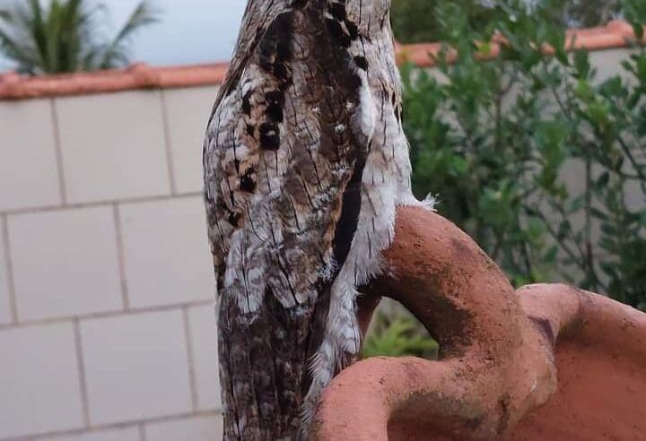 Pássaro Misterioso é flagrado em Itaipuaçu