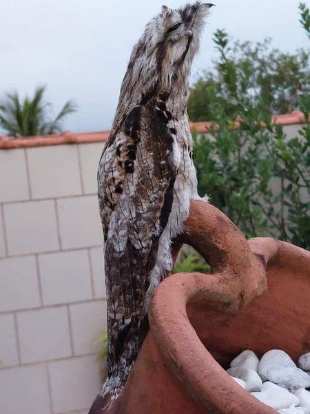 Pássaro Misterioso é flagrado em Itaipuaçu