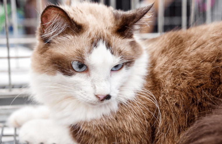 Campanha de adoção de cães e gatos tem mais um evento neste domingo (10/12)