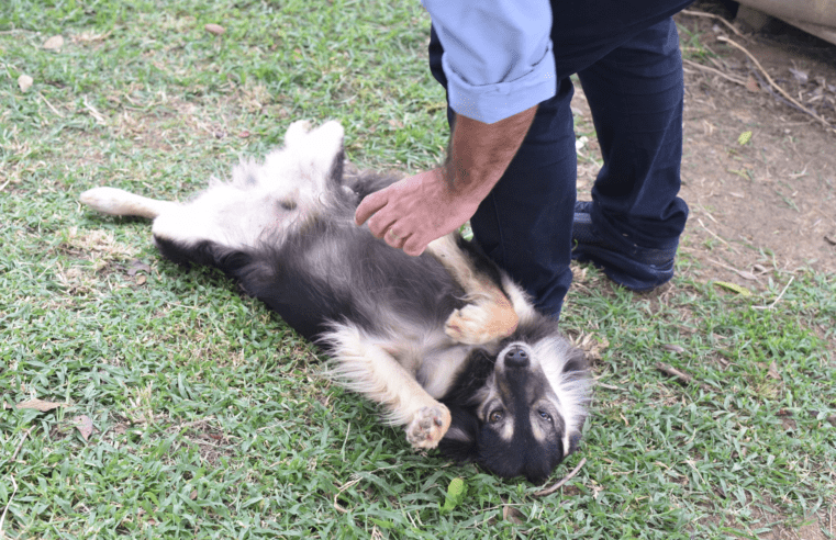 Proteção Animal de Maricá abrirá 200 vagas no programa Mumbucão