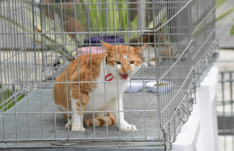 Maricá agora realiza inscrições para castração gratuita de cães e gatos todas as segundas-feiras