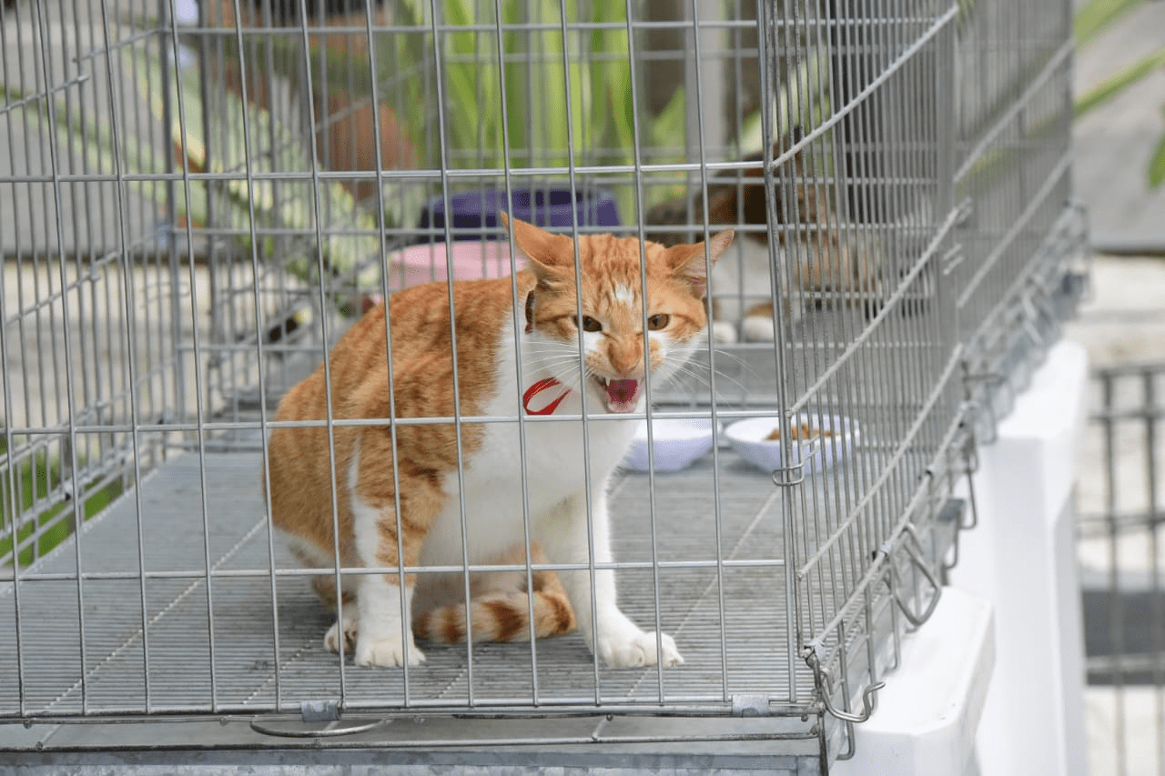 Maricá agora realiza inscrições para castração gratuita de cães e gatos todas as segundas-feiras