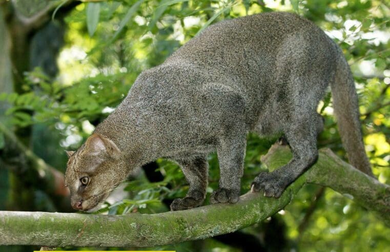 Maricá faz registro raro de um gato-mourisco