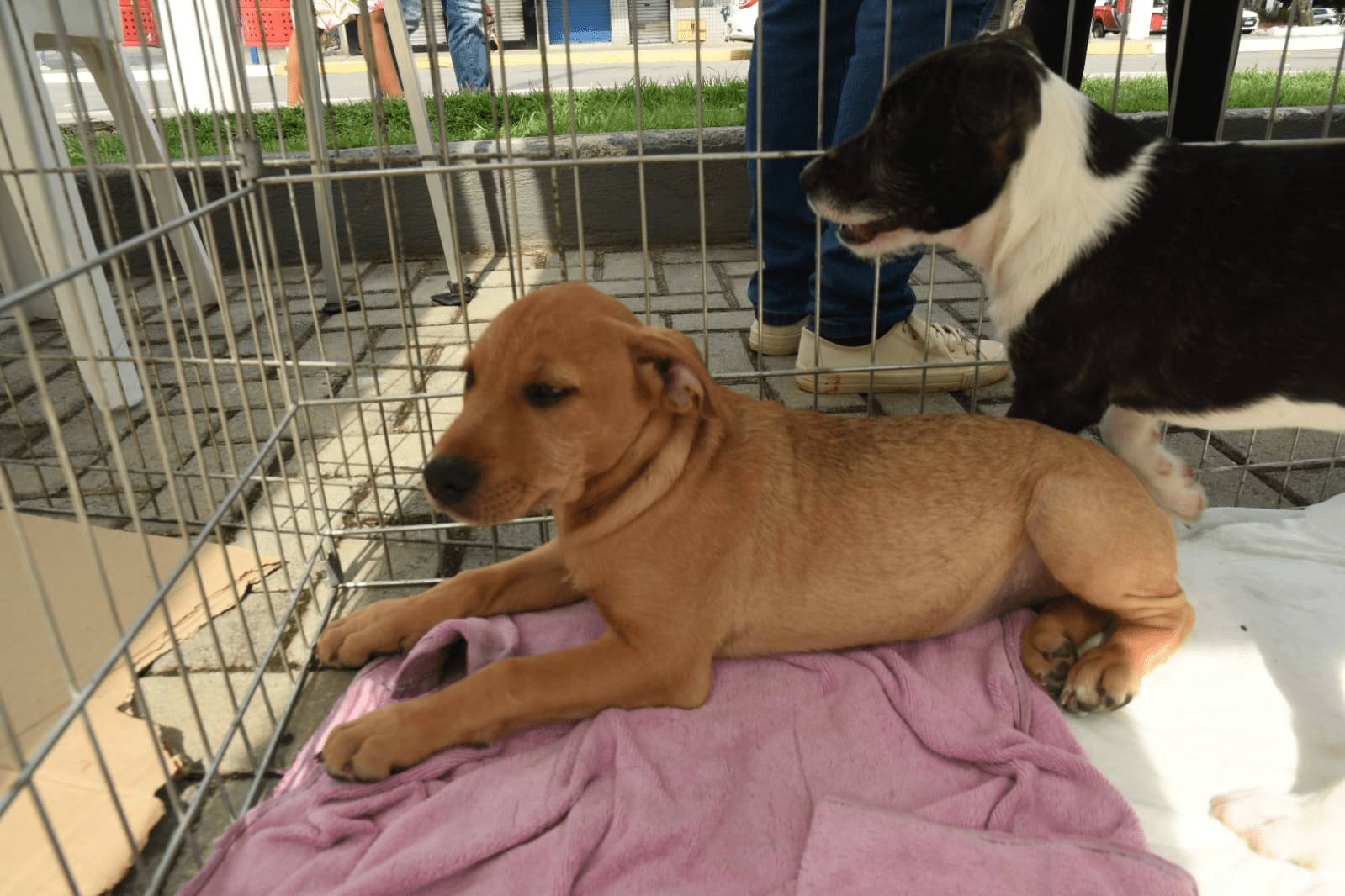 Maricá promove nova campanha de adoção de cães e gatos