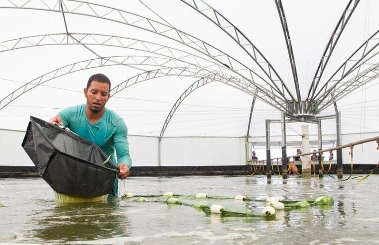 Camarões criados com bioinsumos crescem e são transferidos de tanque em Maricá