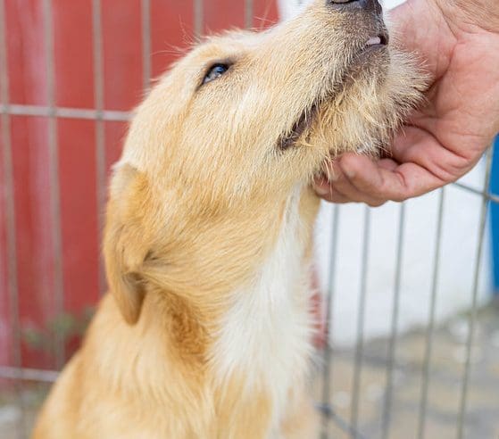 Prefeitura promove campanha de adoção de cães e gatos em Itaipuaçu