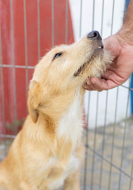 Prefeitura promove campanha de adoção de cães e gatos em Itaipuaçu